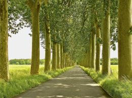 French trees on way to a castle