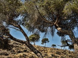 In the shade of the tree