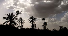 Palm trees ...