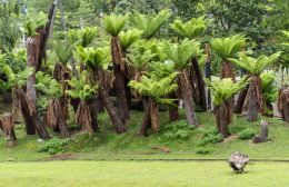 Fern trees