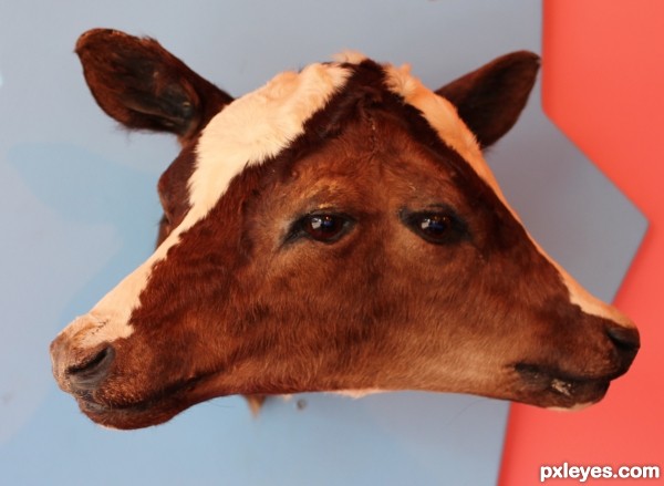 Ripleys Two-Faced Cow