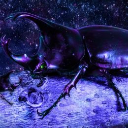 Cosmic Beetle Picture