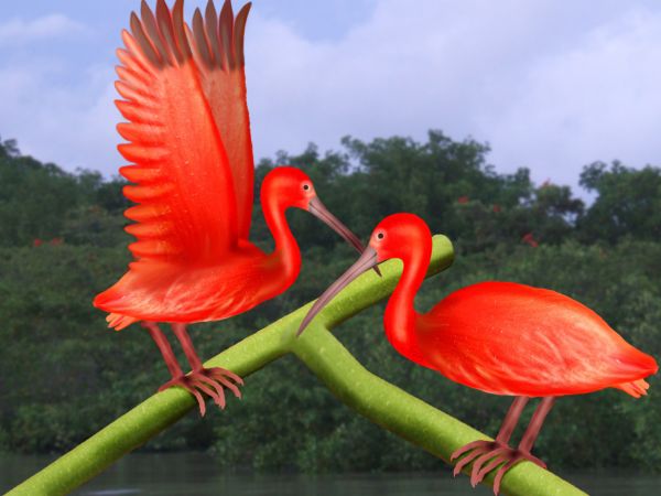 Creation of Scarlet Ibis: Final Result