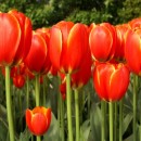 tulips photoshop contest