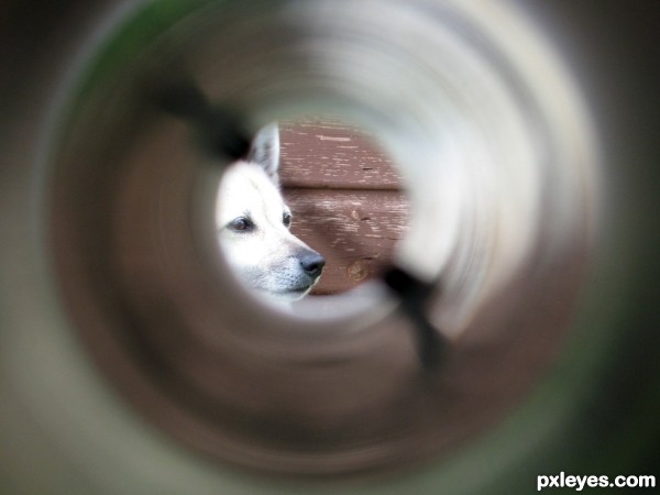 Dog through Tunnel