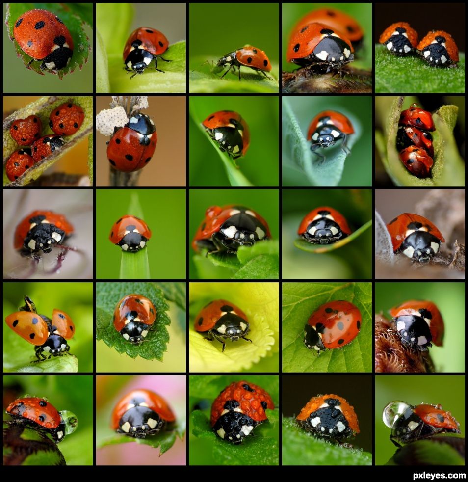 Coccinella septempunctata