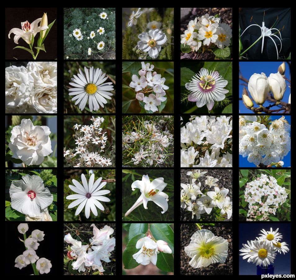 White flowers