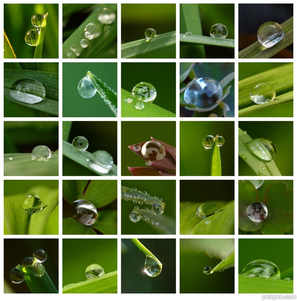 Water drops in the garden