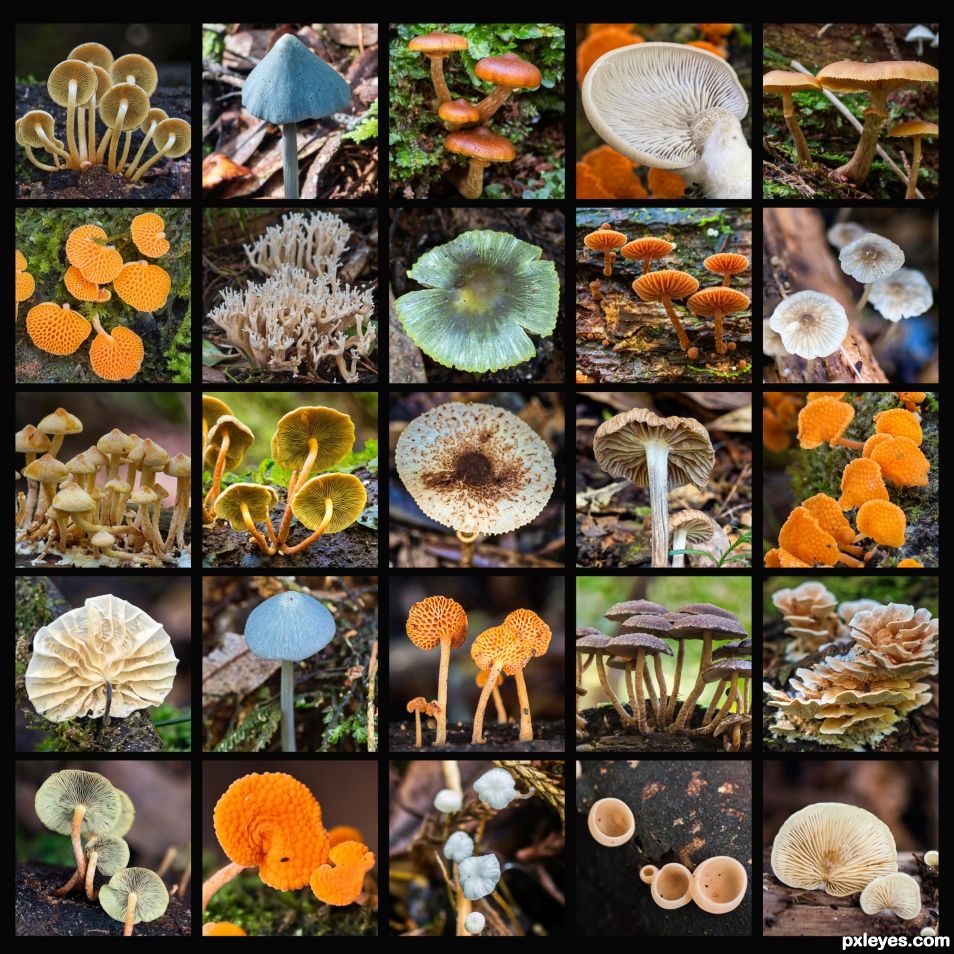 Fungi