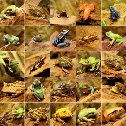 Frog Collection