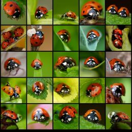 Coccinellaseptempunctata