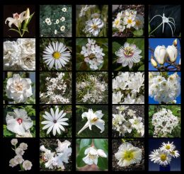 White flowers