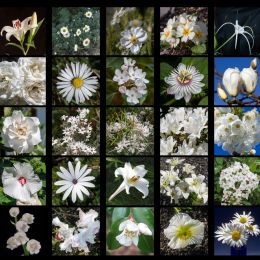 Whiteflowers