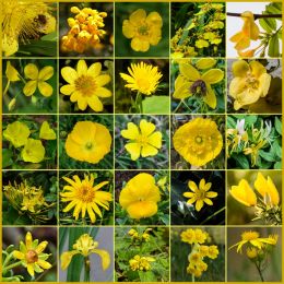 Yellowflowers