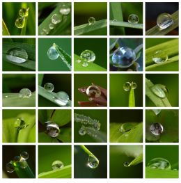 Water drops in the garden