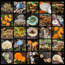 Fungi