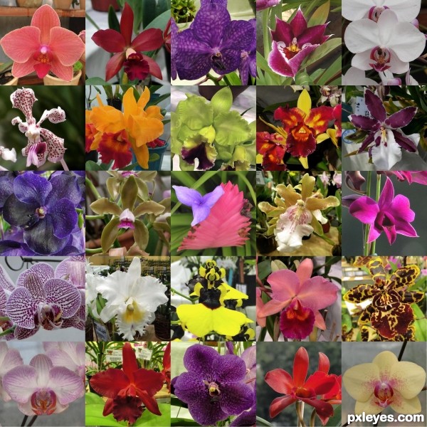 Orchids for all tastes