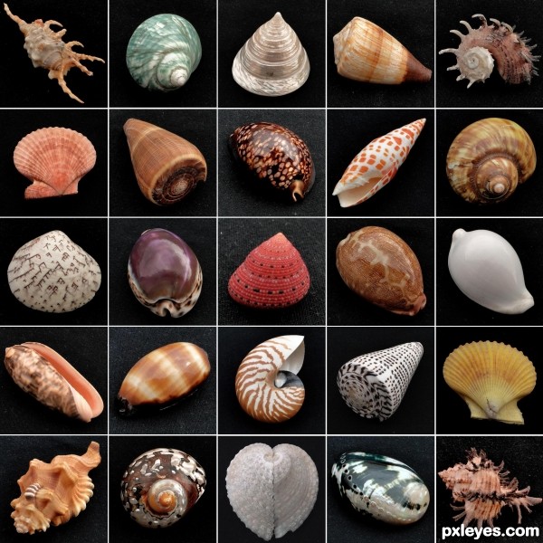 Shells