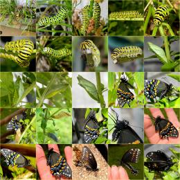 Caterpillars, Cocoons & Butterflies