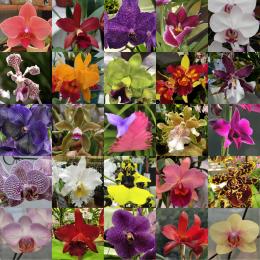 Orchids for all tastes