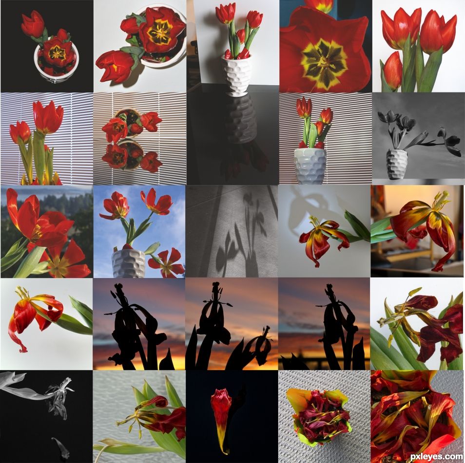 Tulips - Life and Death