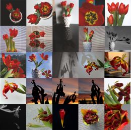 Tulips - Life and Death