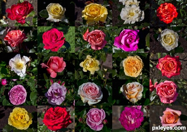 25 varieties of Roses