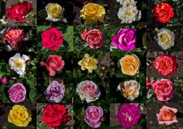 25 varieties of Roses