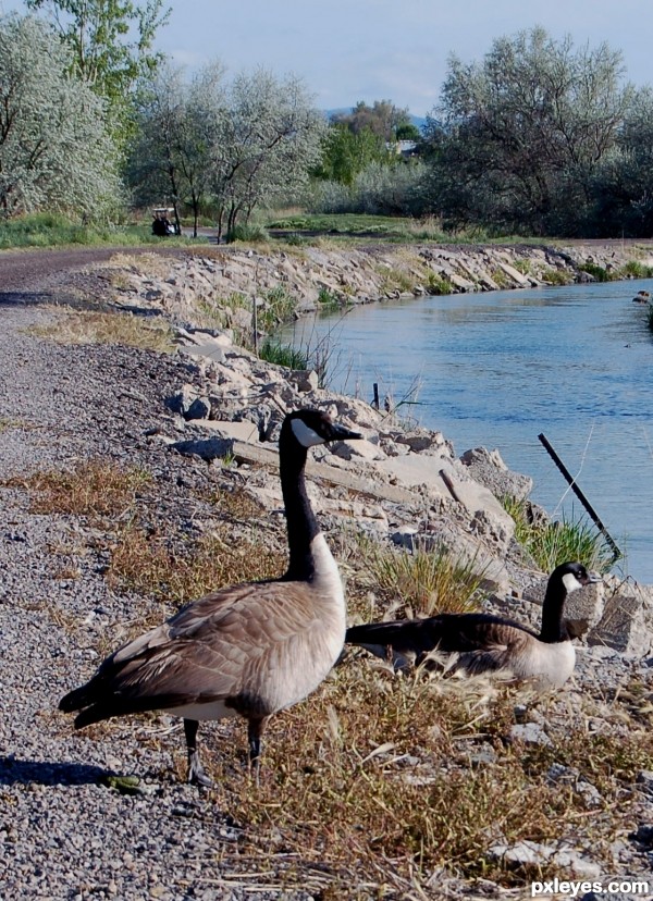 River Geese