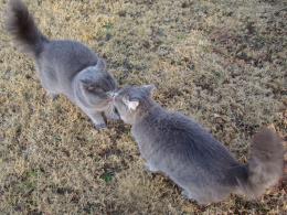 Twin Kitties