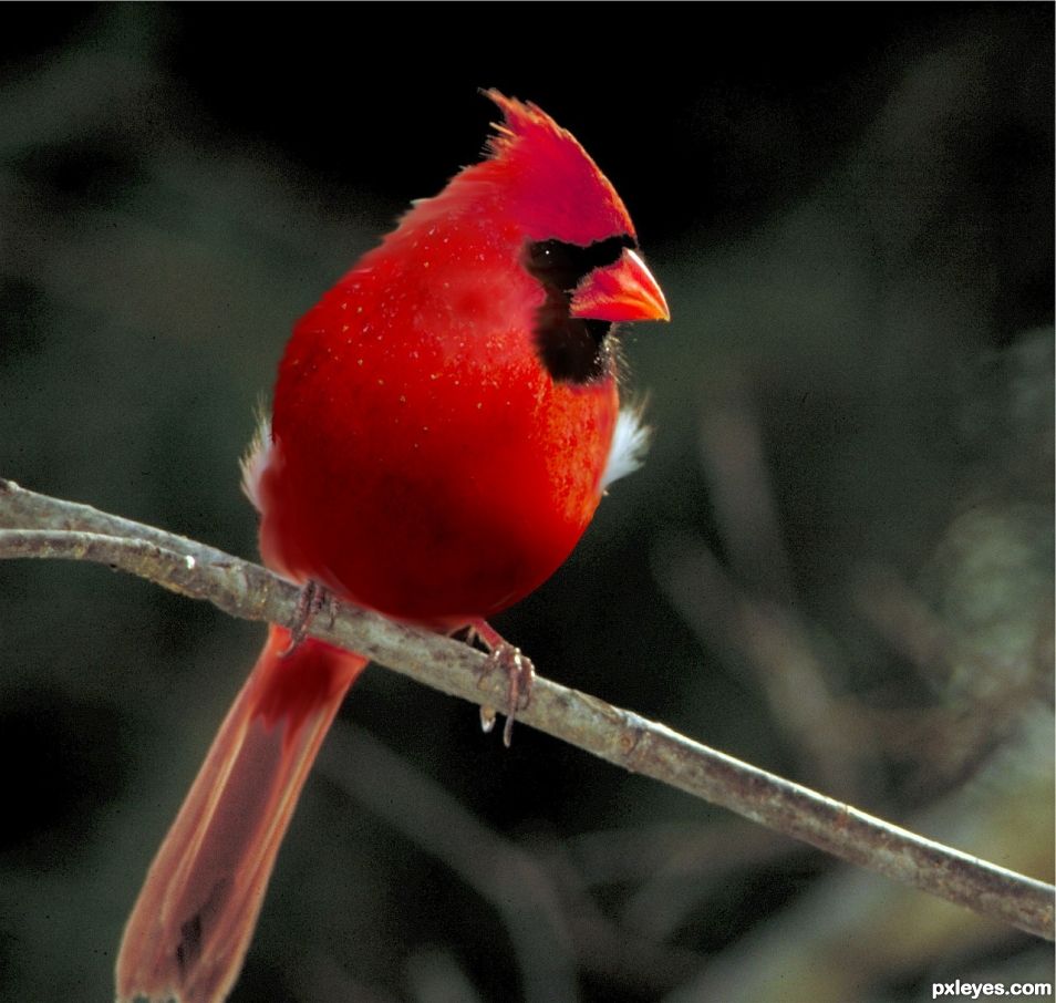red apple bird