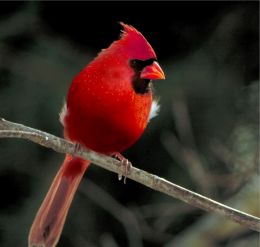 red apple bird