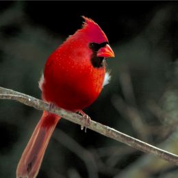 redapplebird