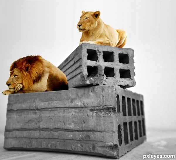 Creation of bricks & animal: Step 5