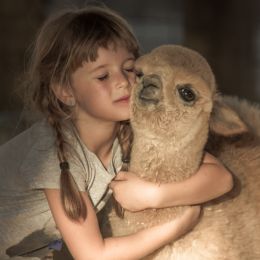 Llama love Picture