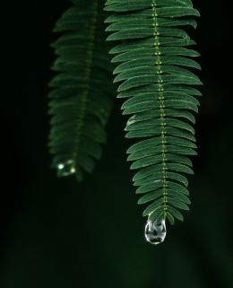 Drop Drop