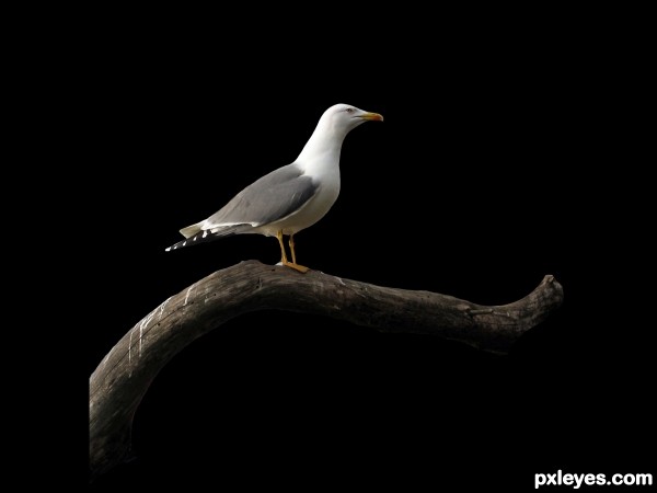 Creation of Bird: Step 1