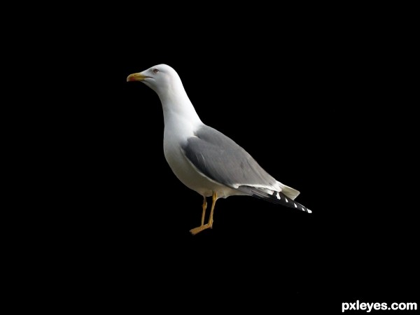 Creation of Bird: Step 2