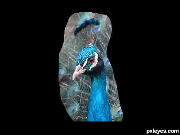 Creation of Bird: Step 3