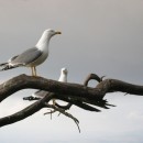 two seagulls photoshop contest