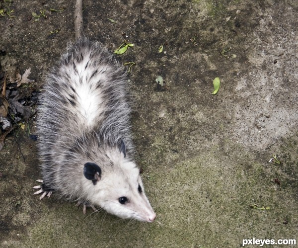 Opossum 