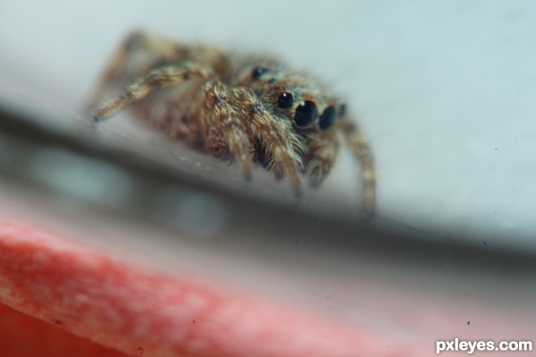 Tiny Spider