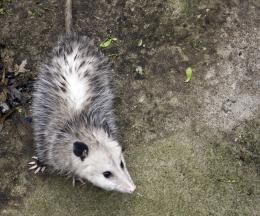 Opossum 