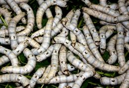 Silk Worms