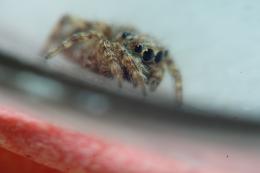 TinySpider