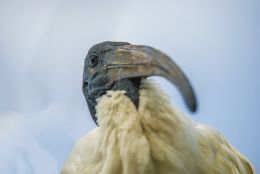 ugly bird with log beak