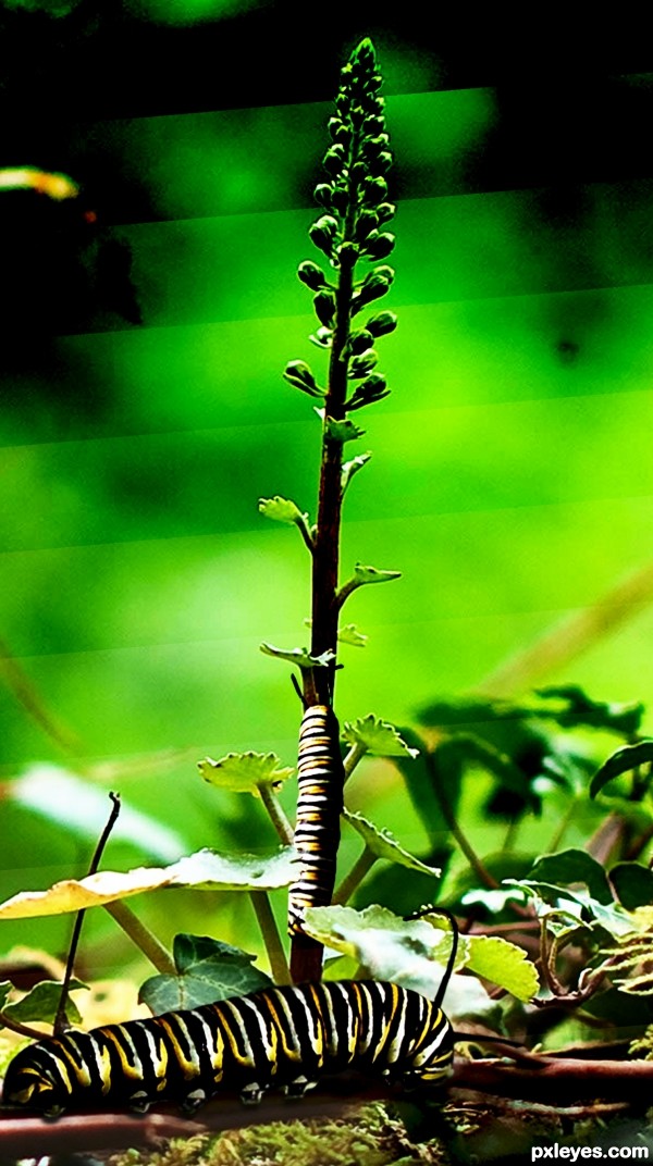 Baby Monarch Butterflies