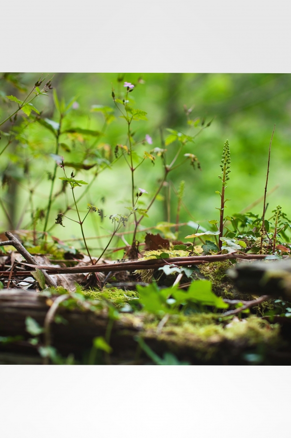Creation of Struggle for the undergrowth: Step 1