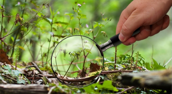 Creation of Liliputiens: Step 8