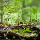 undergrowth source image